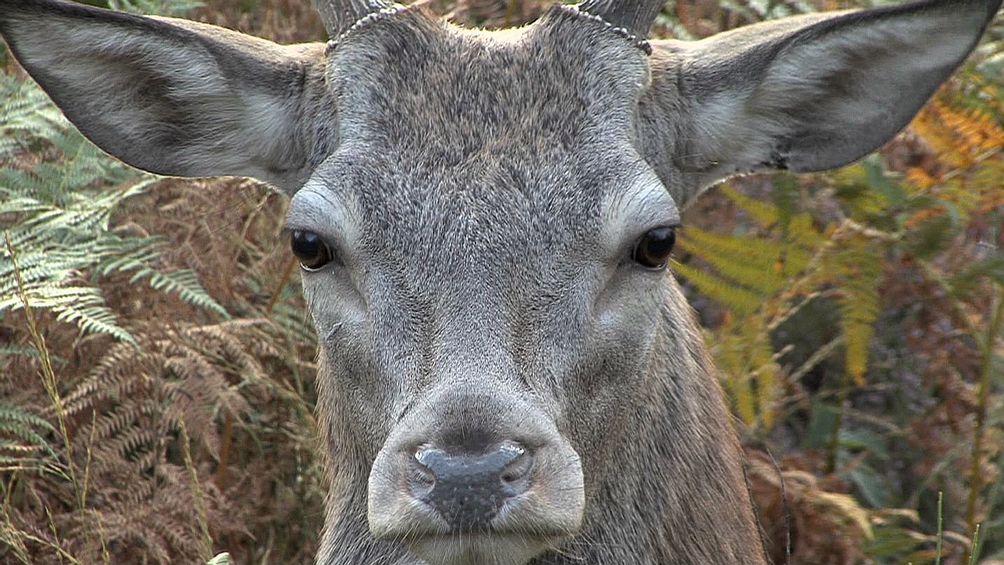 rencontre animaliere en foret de fontainebleau