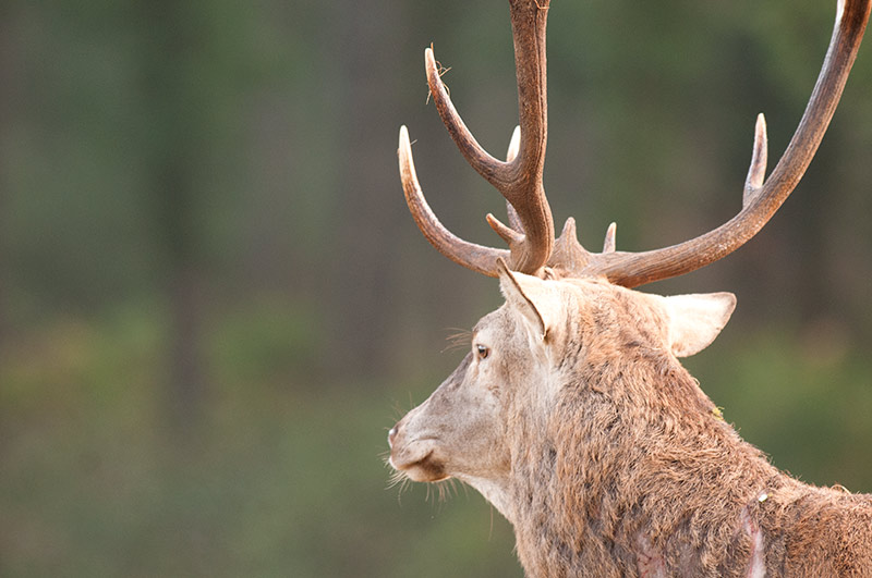 Résultats cerfs bramants 2016